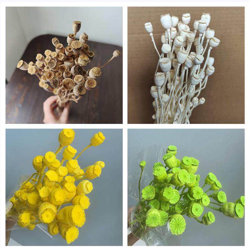 干花虞美人果天然植物车轮果干花果子类diy材料手工胸花头饰材料,鲜花速递/花卉仿真/绿植园艺,花艺材料,淘宝优惠券,粉丝福利购,淘宝优惠卷