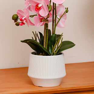 盆花办公桌仿真带花蝴蝶兰白色盆栽苞含剑大号带花带花仿真发货