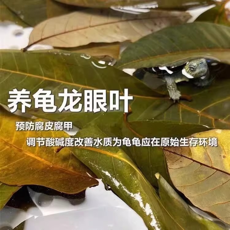 周转箱乌龟龙眼躲避叶子水质装饰