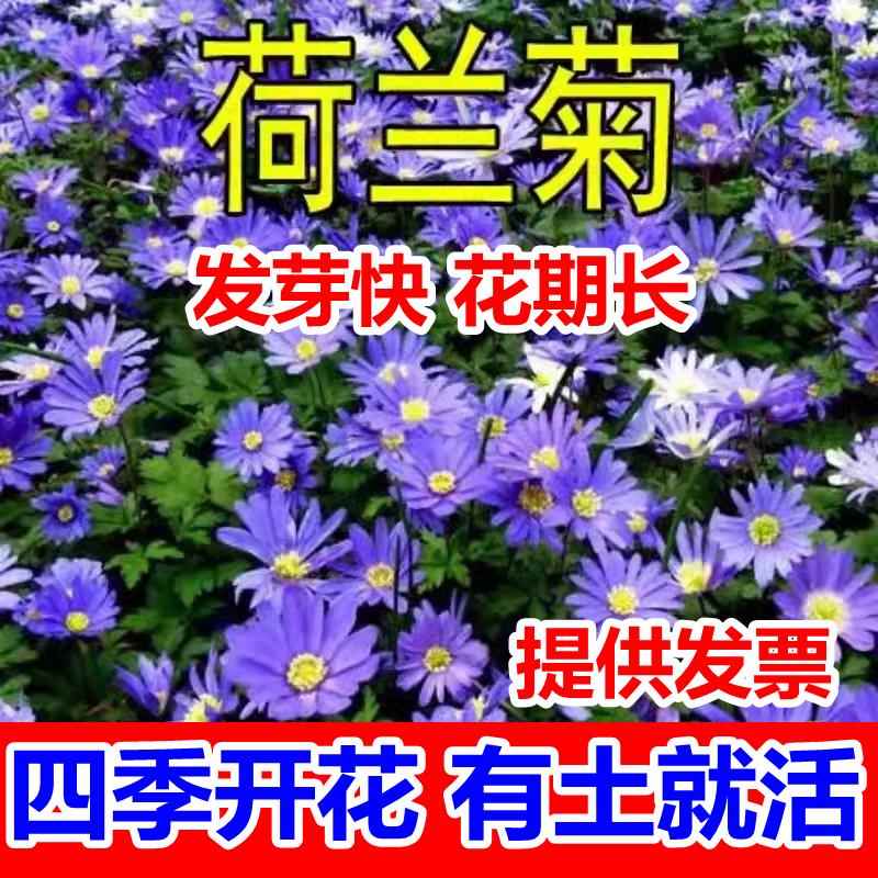 多年生花籽宿根种子花庭院花草子荷兰菊耐寒花种喜阴花卉植物草花