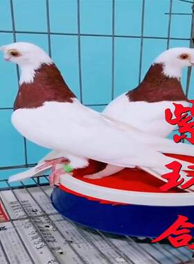紫环鸽疆系凤头中嘴环鸽观赏鸽紫环鸽子鸭脖红脖鸽活物一对公母