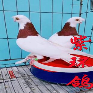 紫环鸽疆系凤头中嘴环鸽观赏鸽紫环鸽子鸭脖红脖鸽活物一对公母