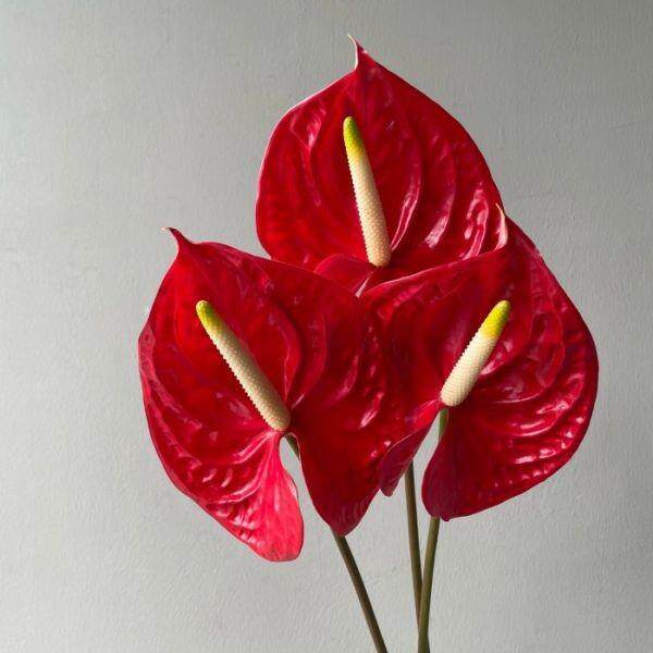 婚庆专用红掌鲜花餐桌摆放婚庆场景布置摄影拍照云南昆明直发