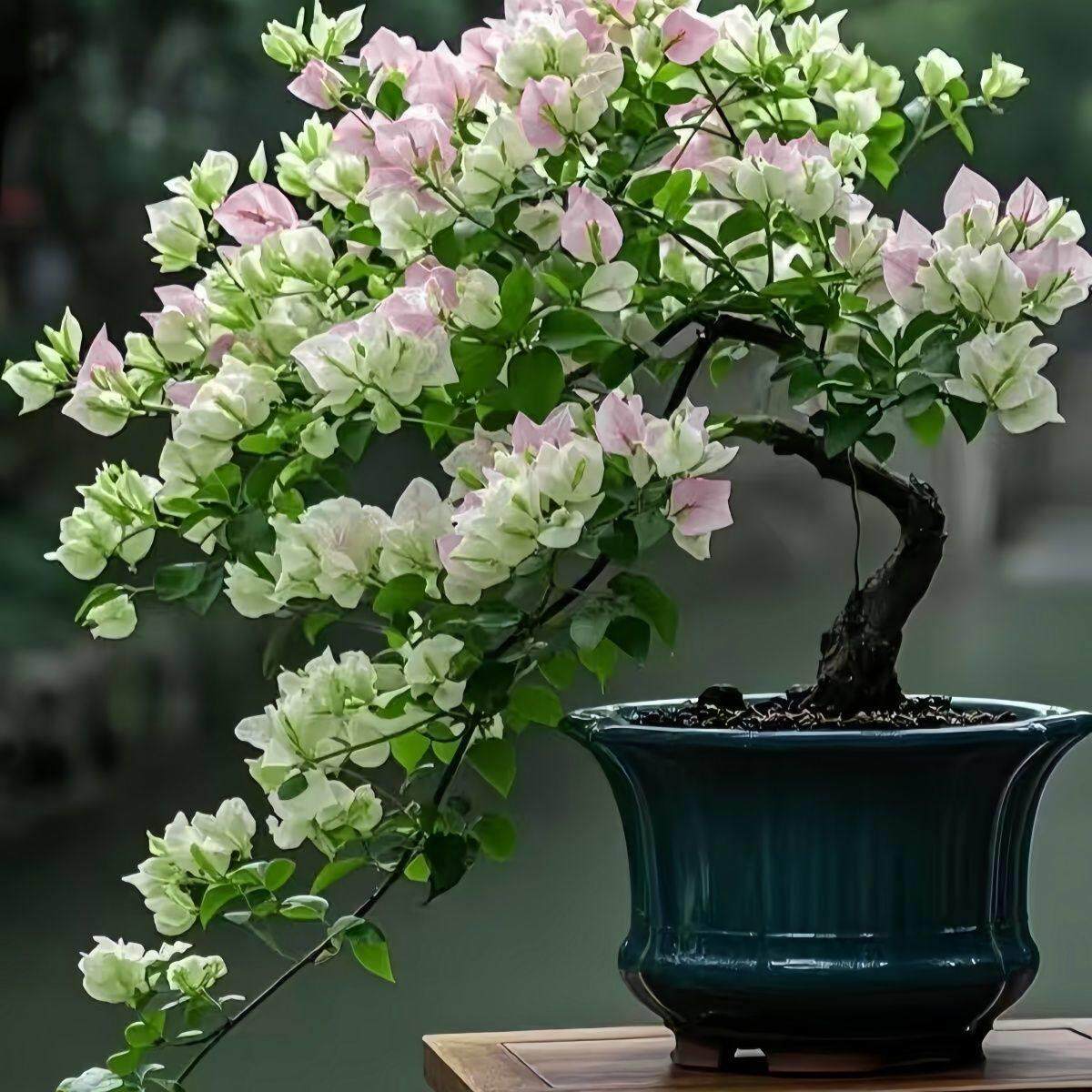 【爆款】新品三角梅盆栽爬藤重瓣植物开花卉室内外阳台庭院树苗