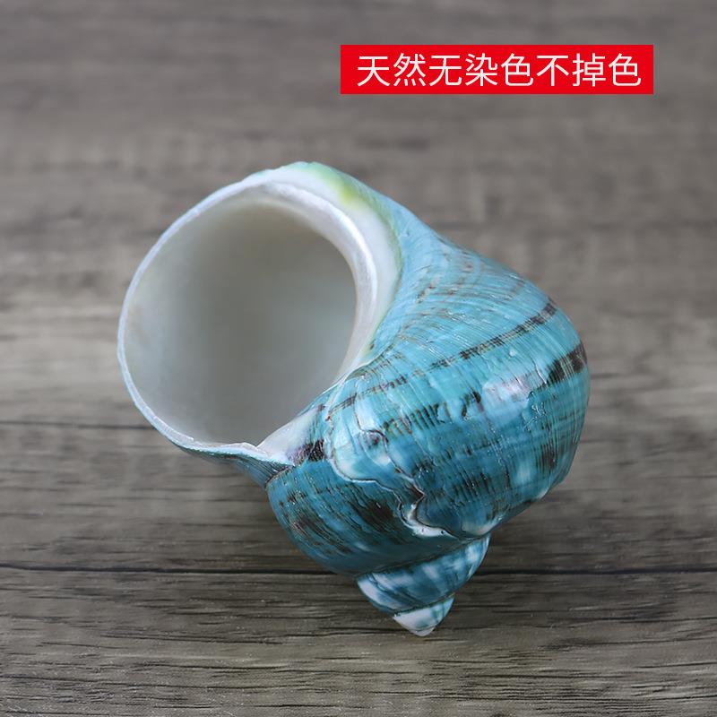 天然海螺贝壳抛景光绿超大寄嶸居蟹替螺换壳鱼缸抛光绿嵘造装饰品