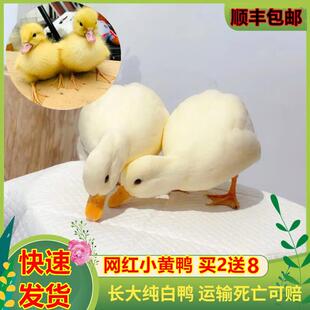 小鸭子活宠物柯尔鸭物幼崽纯种网红黄鸭下蛋繁殖柯达鸭体苗