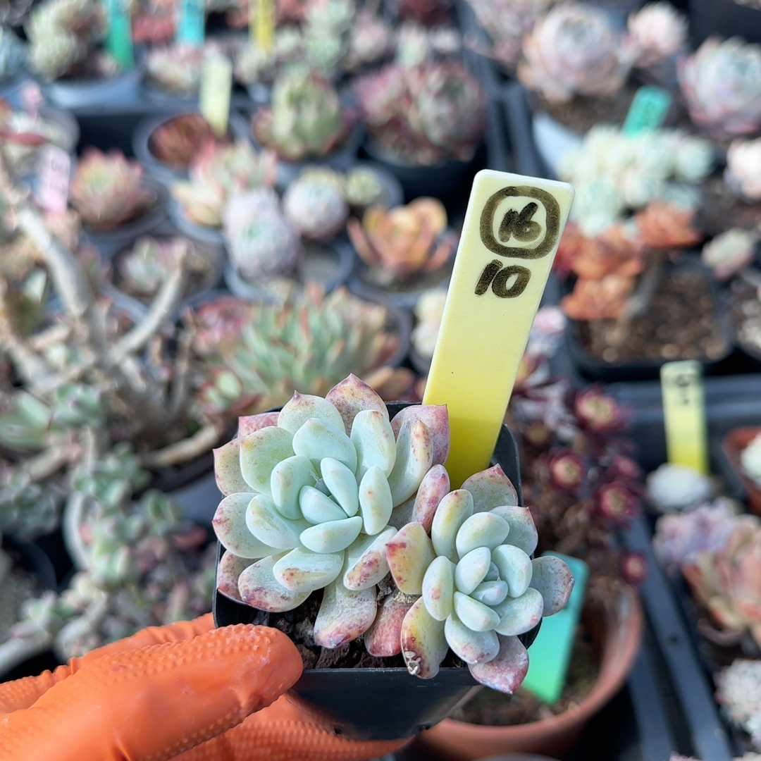 多肉大棚群生老桩孤品16*10芙蓉雪莲