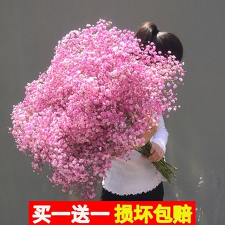 大束满天星干花花束真花客厅论斤卖家用装饰摆件鲜花插花圣诞礼物