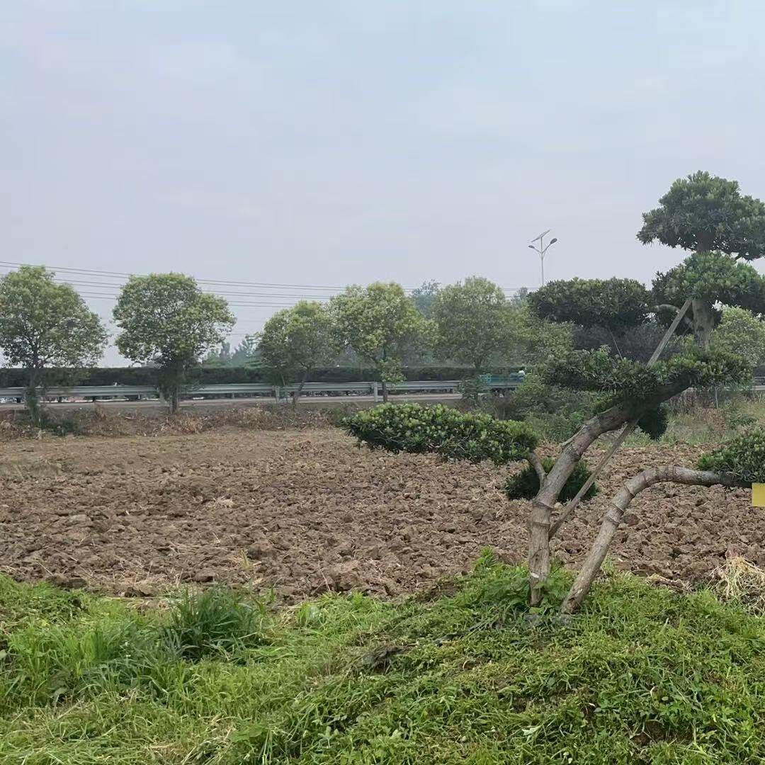 罗汉松造型盆景规格齐全造型美观一物一拍
