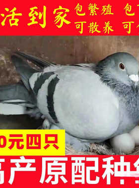 鸽子活一对肉鸽种鸽小鸽子鸽子苗瓦灰青年鸽包包下蛋