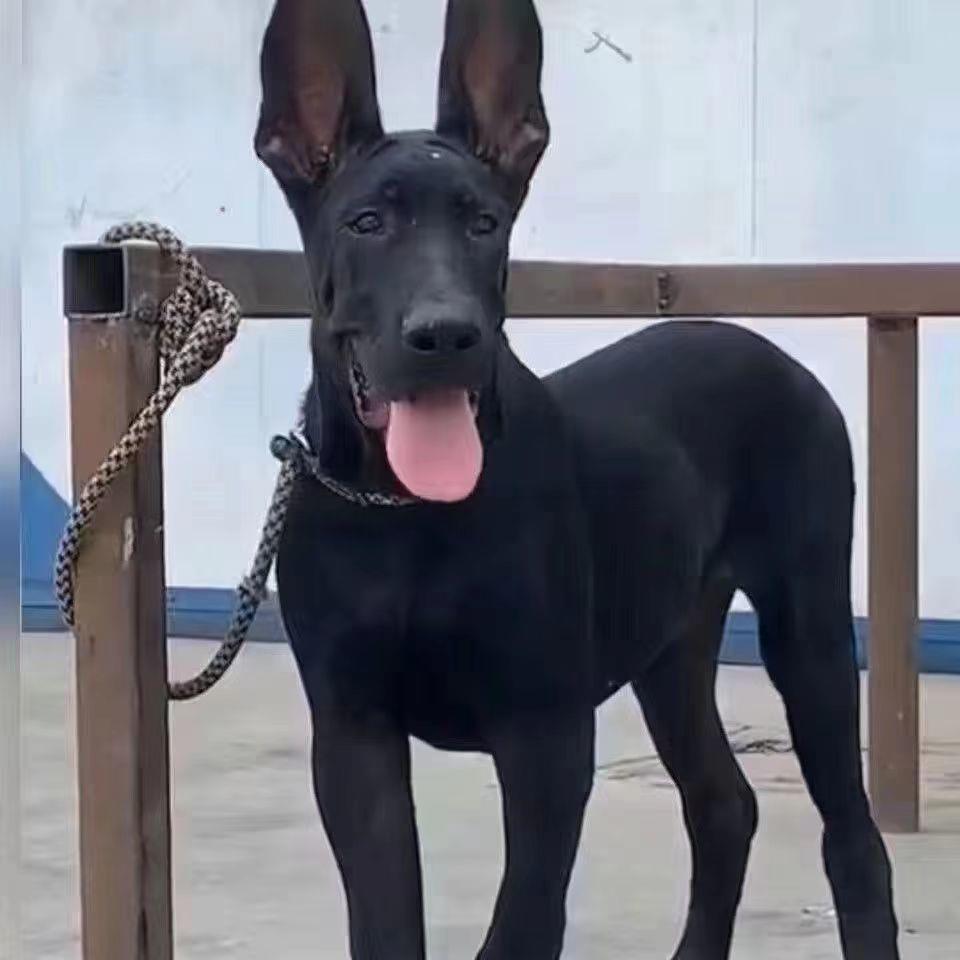 黑狼牧羊犬幼犬活体马犬黑狼犬纯黑黑狼幼犬狼灰黑狼牧羊犬黑狼犬