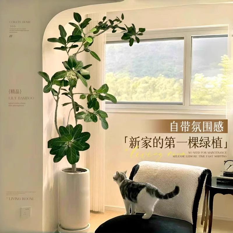 网红孟加拉榕金盆大型室内客25-4-10-厅绿植黄榕高山榕树落地栽真