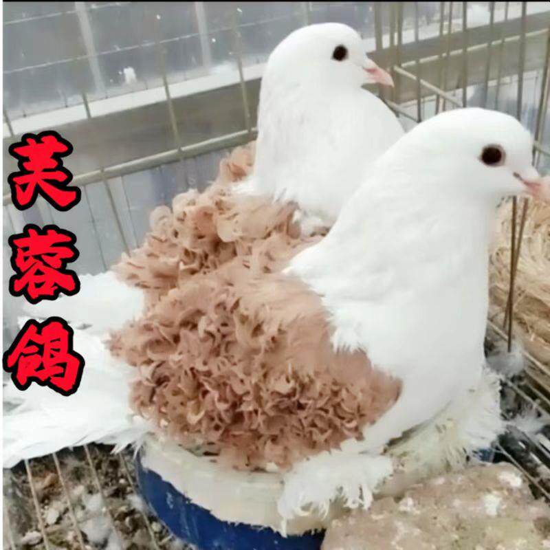 马甲芙蓉种鸽种蛋精品卷毛观赏鸽受精蛋白色黑色黄马甲鸽子可孵化