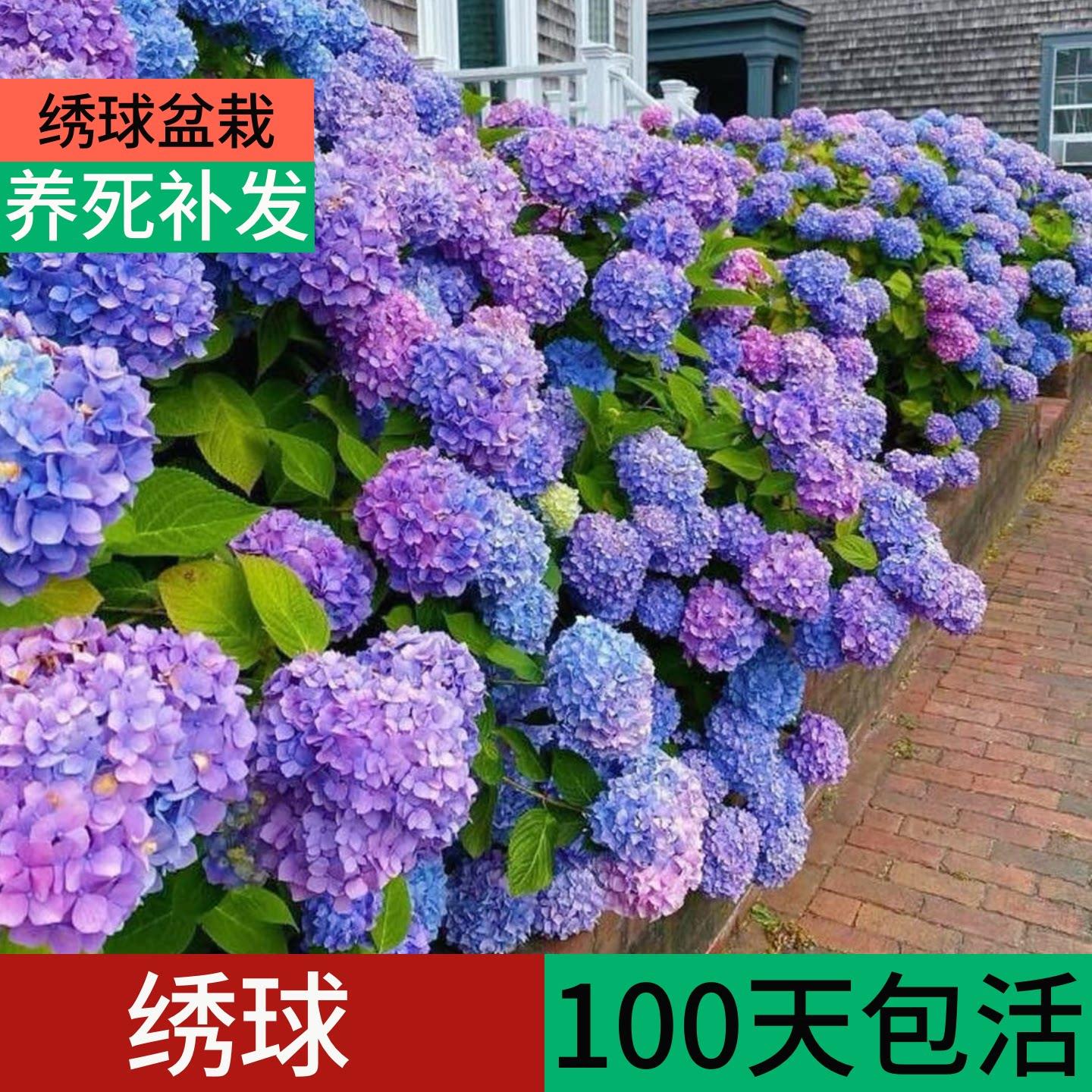 绣球花盆栽四季开花带花苞特大号苗红紫蓝色万华镜无尽夏老桩庭院