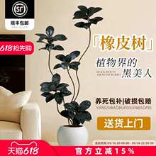 黑金刚橡皮树客厅绿植大盆栽落地大型植物室内办公室旺宅真花禄植