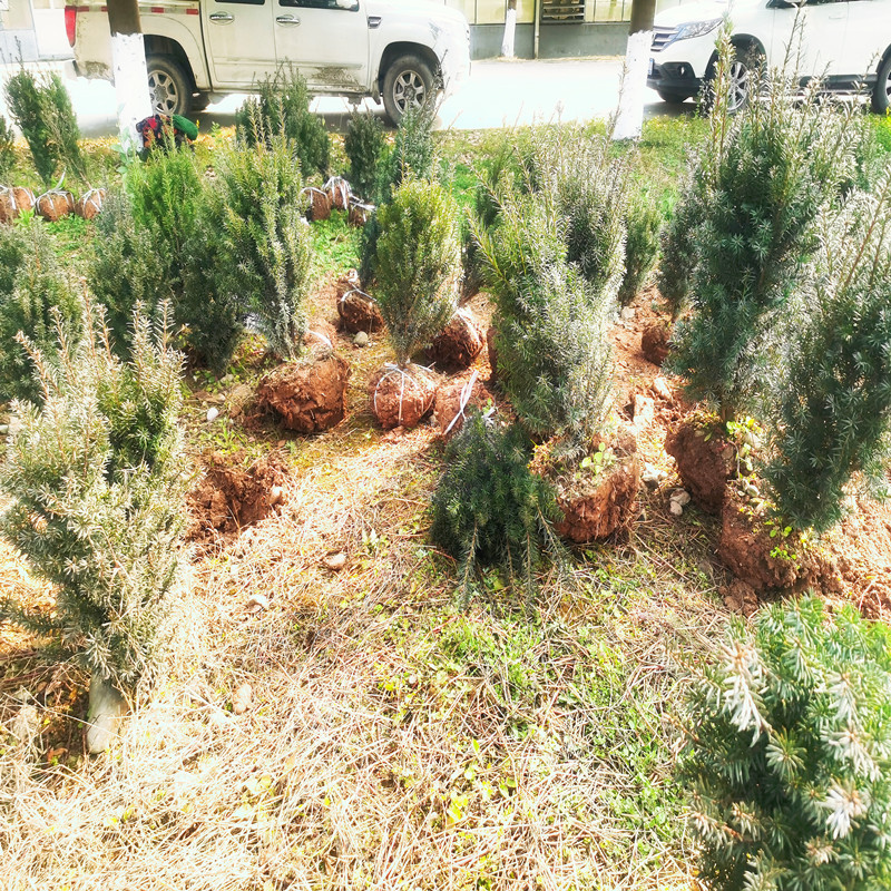 室内外花卉红豆杉树苗盆栽景四季好养庭院净化空气绿植观叶物
