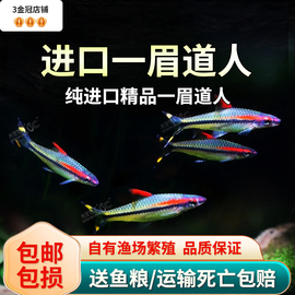 一眉道人鱼活体热带观赏鱼宠物鱼活体水族红眉道人草缸鱼缸群游鱼