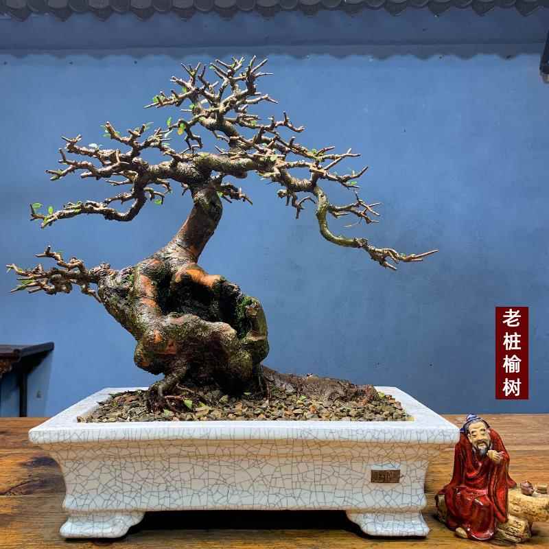 老桩小叶榔榆怪桩矮霸榆树老桩坨坨一物一拍榆树盆景种好带盆包邮
