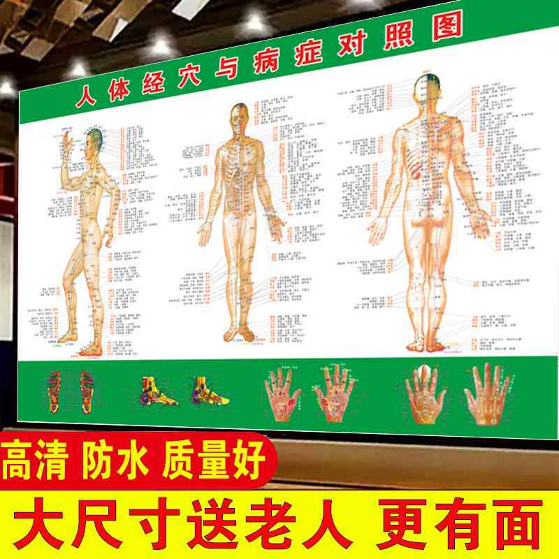 人体经络穴位标准大挂图中医馆全身骨骼高清经穴与病症对照图海报