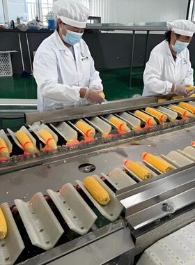 商用即食玉米加工生产线速冻玉米糯玉米漂烫线水果玉米切头去尾机