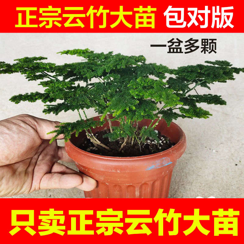 唐山矮生矮化正宗云竹老桩盆景办公室内外桌面微景观净化空气绿植