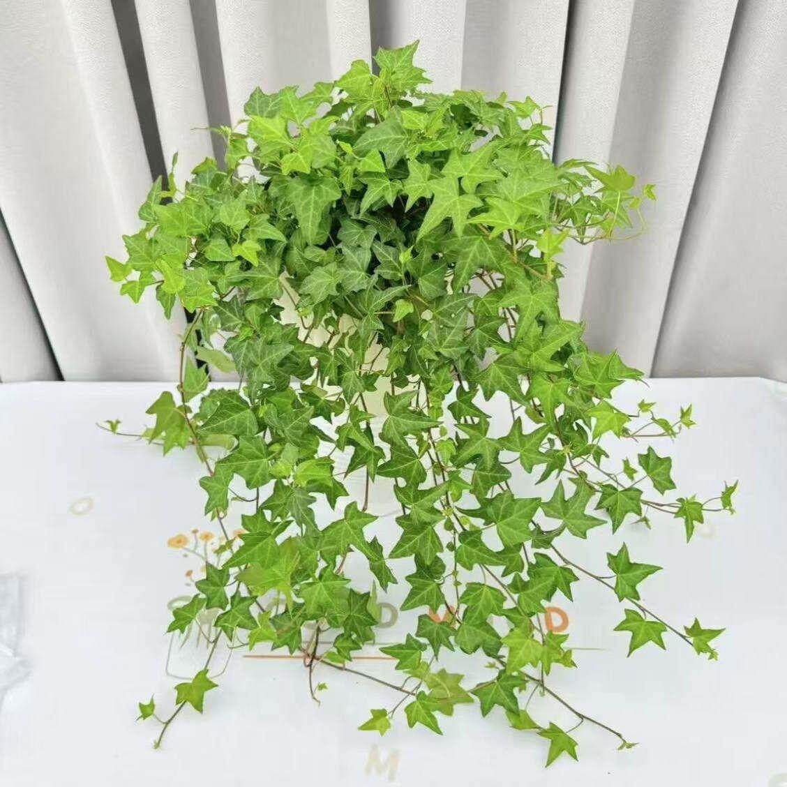 常春藤吊兰室内外垂吊绿植可水培土培净化空气四季常青植物盆栽花