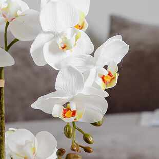 蝴蝶兰盆栽仿真花兰花蓝色带花盆高级感客厅桌子花束装饰品假花