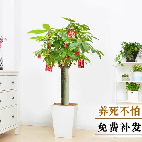 发财树客厅盆栽招财大型乔迁开业送礼植物室内四季好养美观旺财树
