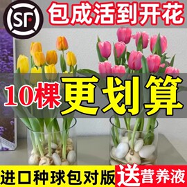 郁金香种球水培花卉植物室内花四季开花种子盆栽花苗土培水养好活