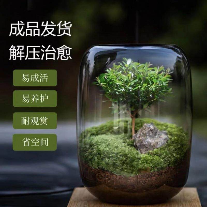 植物人真树懒养鱼植物生态瓶之苔藓微景观宿舍办公室盆栽生命桌面