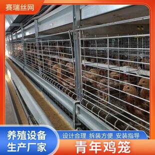 自动喂料全自动肉鸡笼青年鸡育雏鸡笼养殖场鸡笼养殖设备鸡笼