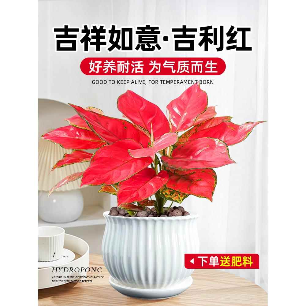 吉利红盆栽如意皇后花水培万年红室内四季绿植客厅发财树花卉植物 鲜花速递/花卉仿真/绿植园艺 水生植物 原图主图