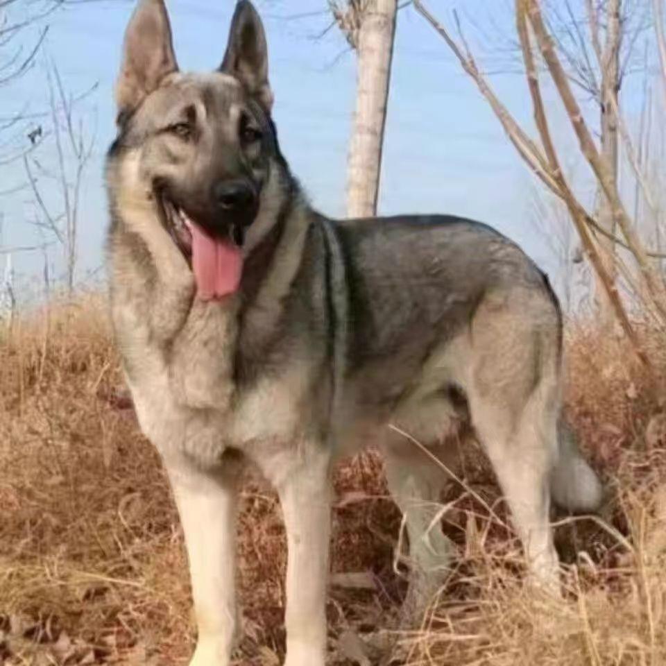 狼青家养昆明犬宠物狗狗幼崽黑狼青犬看家护院大型犬狼狗幼小狼狗