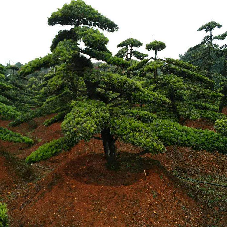 景观苗木罗汉松 湖南苗圃罗汉松基地直销 精品罗汉松树形优美