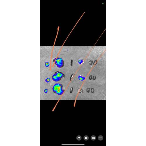 实验外包 动物实验 活体成像 细胞实验分子实验 PCR趋势/WB趋势
