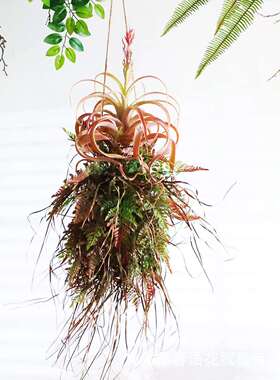 手工创意厥叶装植吊物饰空悬挂饰墙上挂件客厅TSL橱窗植物中角阳