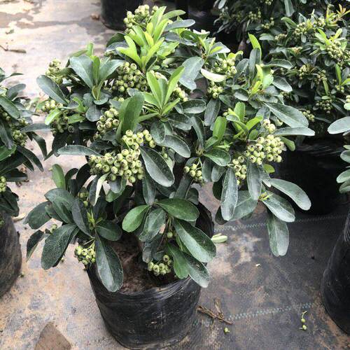 火棘盆景带果盆栽老桩满堂红年宵观果阳台植物耐寒花卉熟桩吉祥果