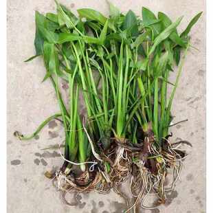 茨菇重瓣慈姑白色慈菇水培茨菰观赏花重瓣耐寒茨菇庭院耐热庭院