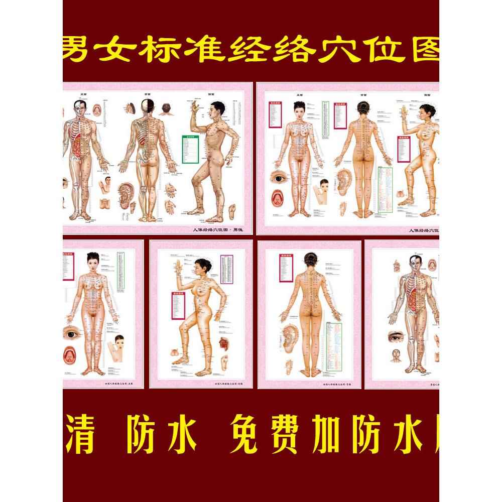 男女人体经穴与病症对照大挂图中医艾灸按摩穴位图人体经络穴位图