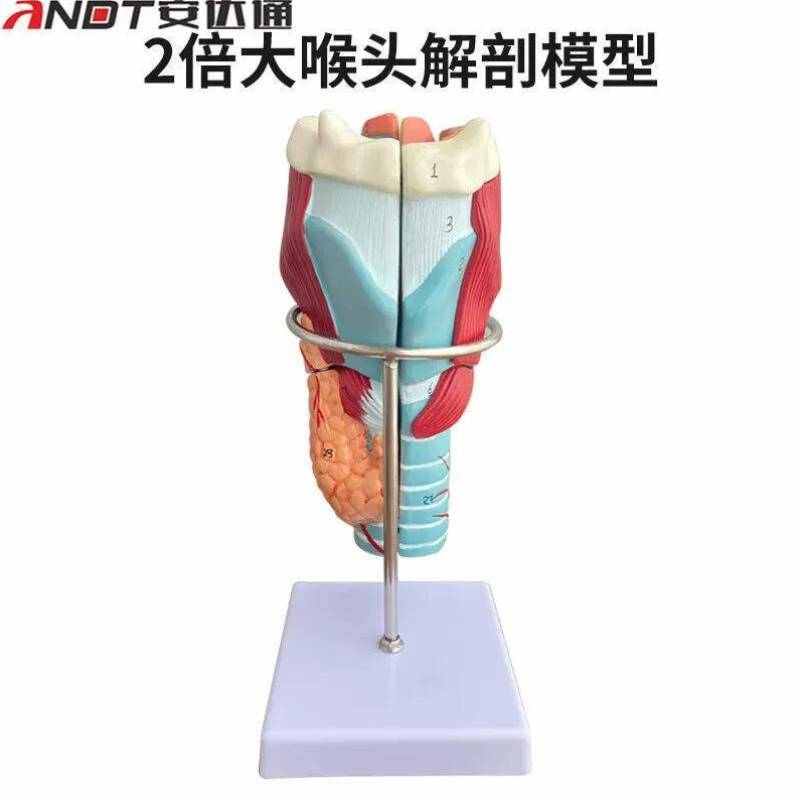 安达通放大咽喉模型喉解剖标本喉部血管甲状腺喉结喉头喉咙教学仿