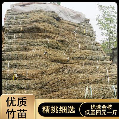 姚河优质竹苗扫把杆精挑细选天然竹丝苗厂家直销室外扫把扫帚清洁