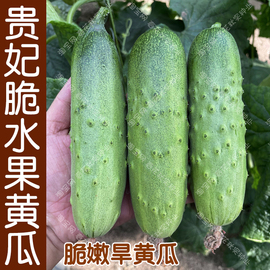 贵妃脆旱黄瓜水果小甜黄瓜种子，春秋季播蔬菜，阳台盆栽籽高产抗病