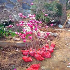 玉兰花树苗大型庭院红玉兰，白玉兰树苗盆栽绿化树苗风景树苗景观树