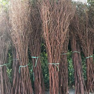 天然生态龙柳120cm内干枝曲柳树枝玄关落地装 饰褐色干花婚庆顾之