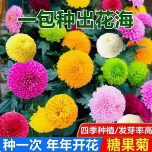 乒乓菊花种子易爆盆四季 室内外花卉盆栽糖果菊花种籽 开花小雏菊