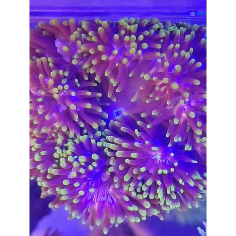 公主葵活珊瑚人工活体LP活体绿奶嘴海葵软体活物红奶嘴