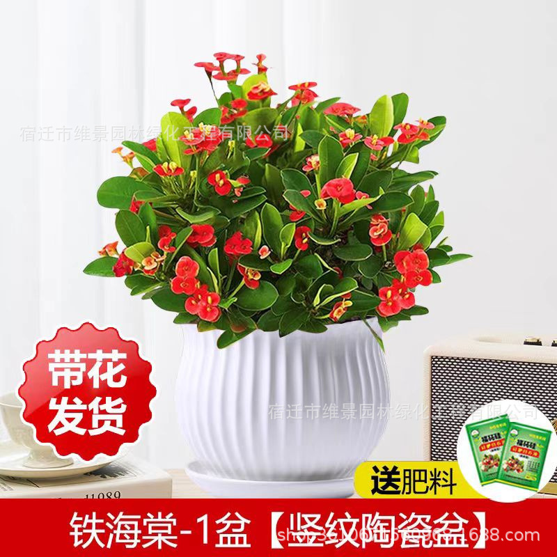 虎刺梅办公室海棠花成品组合盆栽