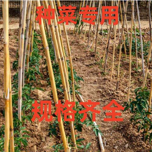 竹竿厂家竹竿子 菜园搭架栏杆 篱笆竹围栏竹子栅栏旗竹杆竹子