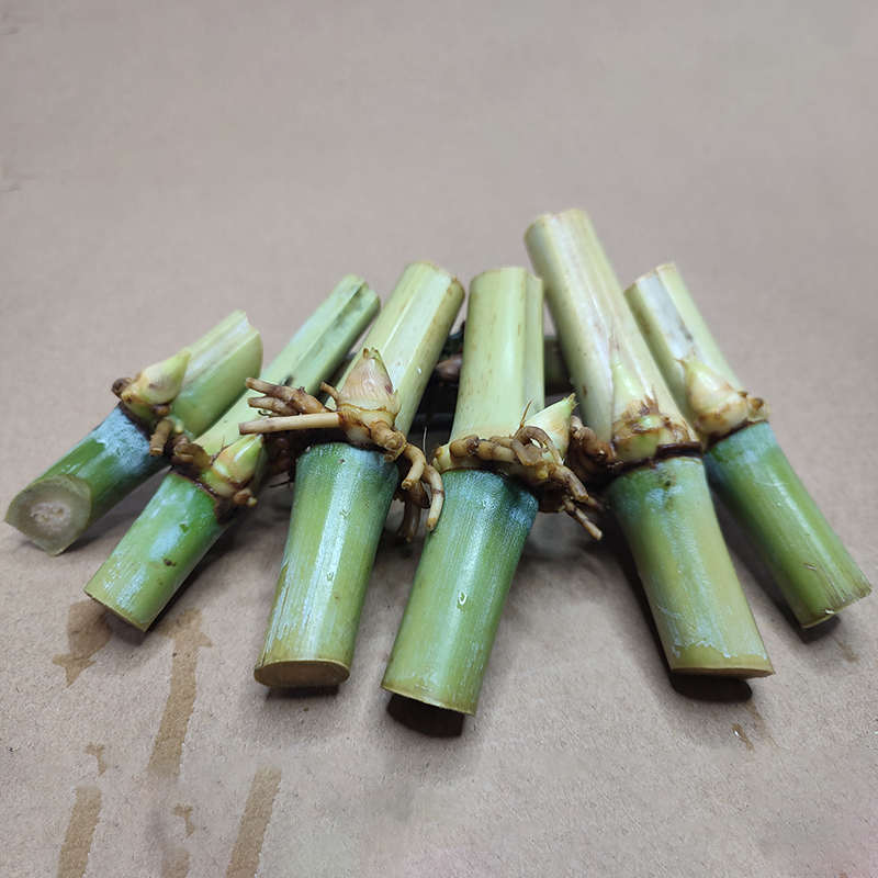 甜象草种节无毛巨菌牧草四季多年生高产喂羊牧草皇竹草养牛羊耐寒