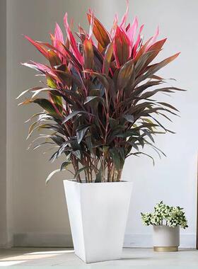 红叶朱蕉绿植室内大型盆栽办公室客厅落地式禄植真花好养易活植物